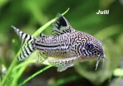 Assorted Quality Corydoras catfish, View more