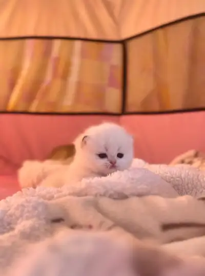 Purebred British Shorthair TICA Cattery, View more
