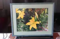 Yellow Lilly picture