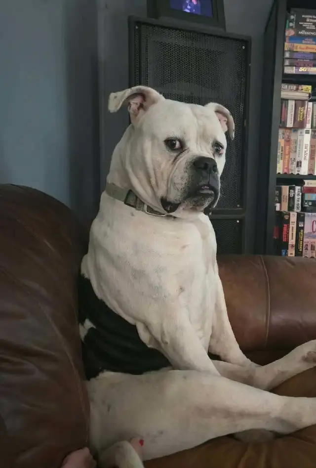 American bulldog puppies  in Dogs & Puppies for Rehoming in Fredericton - Image 10