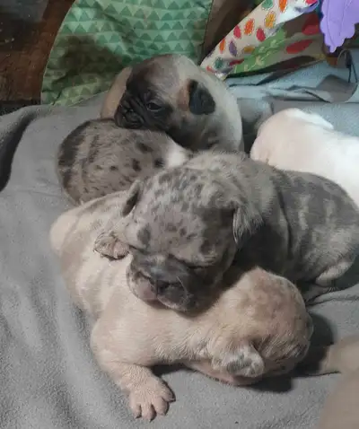 bouledogue francais élevage familial, View more
