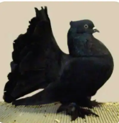 Indian fantails, View more
