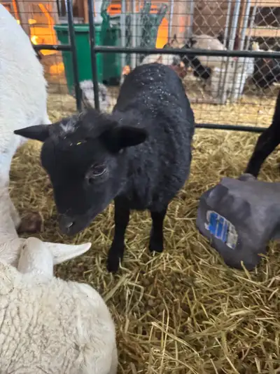 ewe lamb , View more