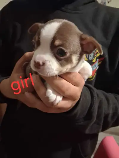 adorable bochi puppies, View more