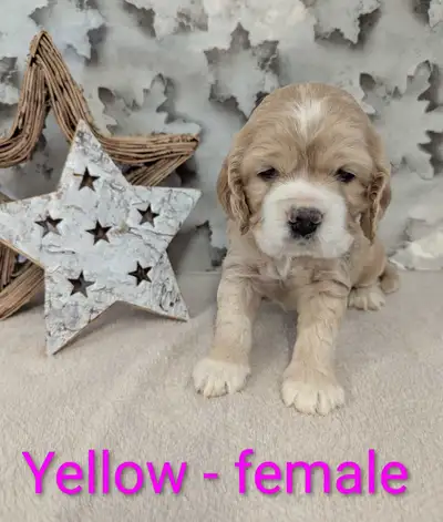❤️Beautiful Cocker Spaniel Puppies❤️Males & Females available, View more