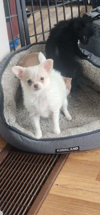 CHIHUAHUA amazing female puppies 1 mom CKC registered 