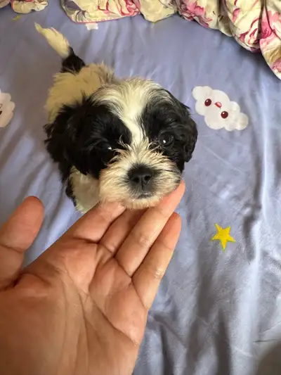 Adorable shipoo shih tzu/ poodle puppies looking for  new , View more