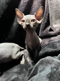 Male sphynx sphinx a vendre 