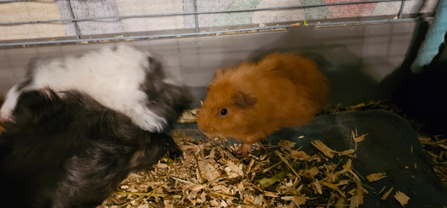 2 bonded baby guinea pigs looking for their forever home in Small Animals for Rehoming in Kingston - Image 3