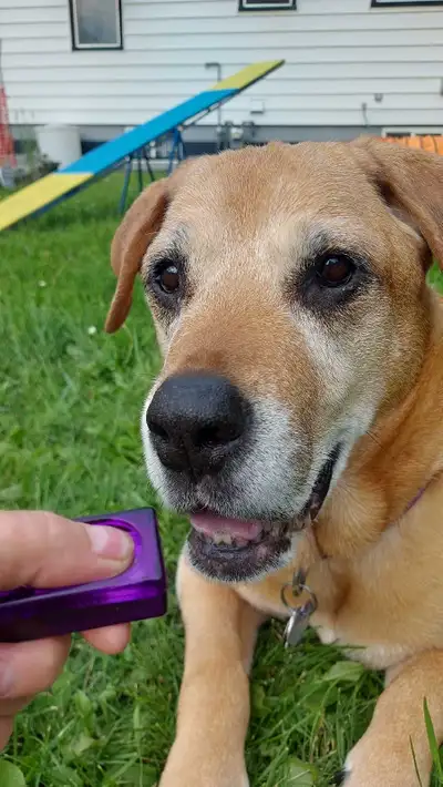 ☎️ 780 655 6500 Call Text for your free Consultation!! Edmonton Tell me your location, dogs name ,ag...