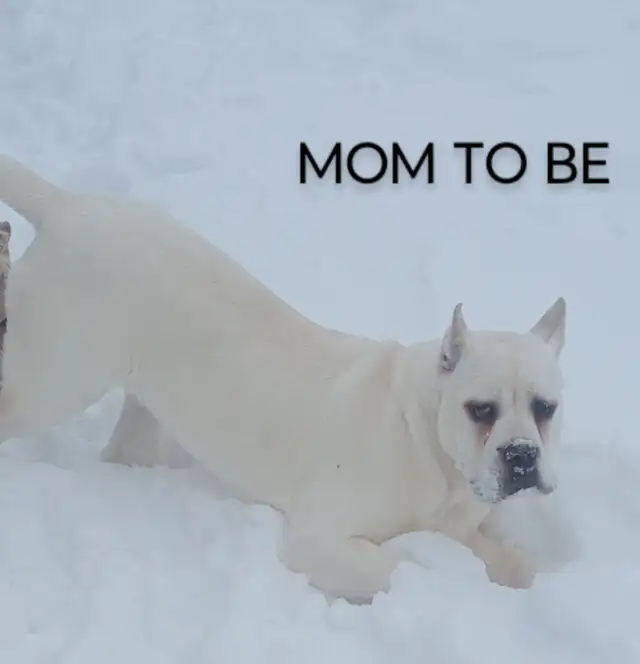Purebred Straw/White Cane Corso puppies in Dogs & Puppies for Rehoming in Markham / York Region - Image 3