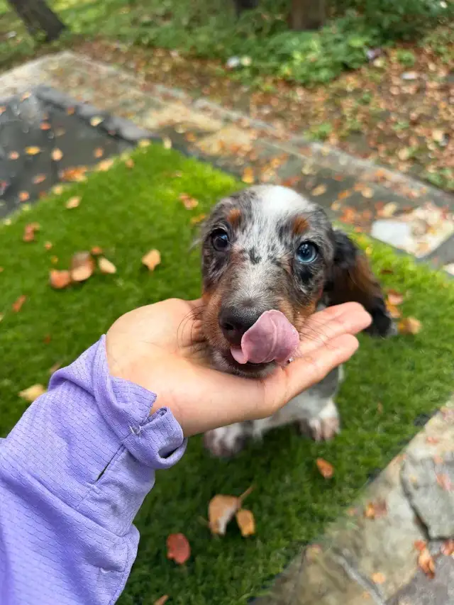 Long Hair Silver Dapple Mini Dachshund Puppy in Dogs & Puppies for Rehoming in Markham / York Region - Image 8