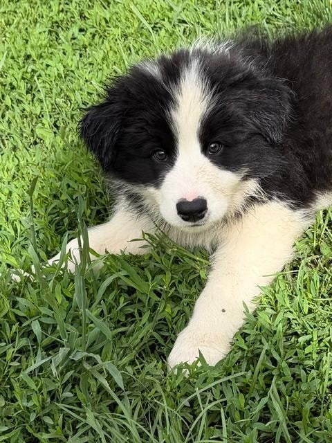 border-collie-puppies-dogs-puppies-for-rehoming-oshawa-durham