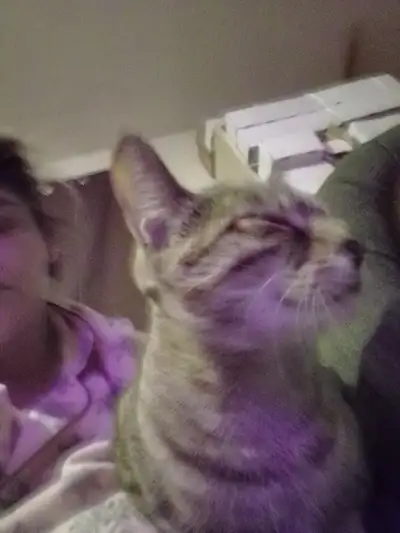 Cat needs god home, View more