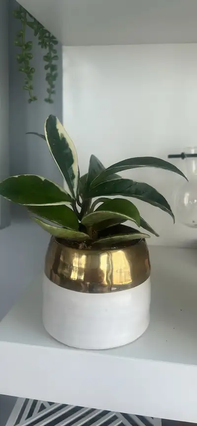 Potted Hoya Plant, View more