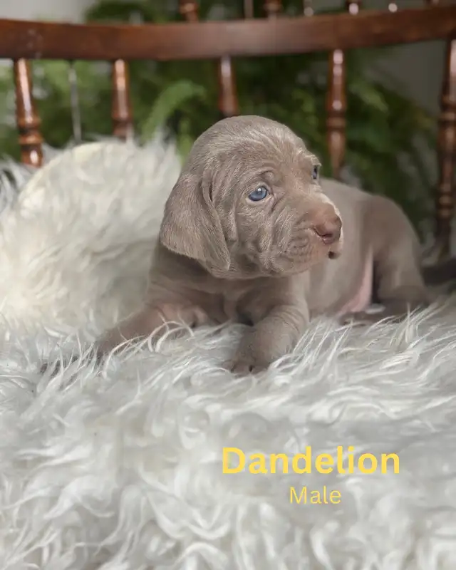 Weimaraner in Dogs & Puppies for Rehoming in Edmonton - Image 4
