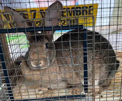 Lapins (en très bonne santé) à vendre. Géant des Flandres. Mange de l'herbe, de la moulée et sont tr...