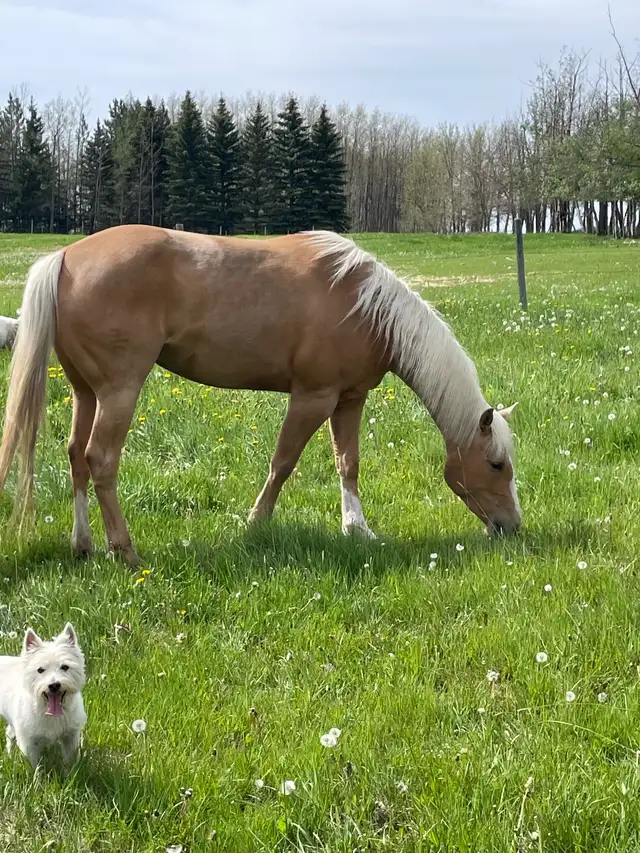 AQHA registered filly in Horses & Ponies for Rehoming in Edmonton - Image 3