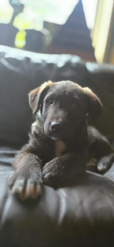 We have three puppies left out of a litter of nine of Border Collie x Black Lab puppies ready for th...