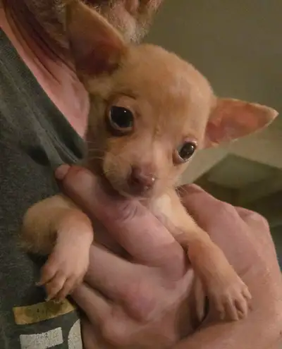 Beautiful Chihuahua Puppy , View more