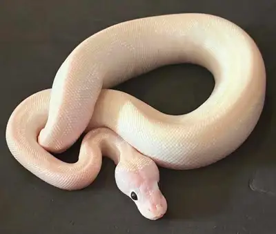 mâle SuperFire ( OD YB GS Spotnose Lesser Clown), View more