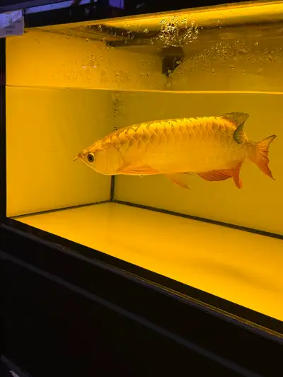 High quality golden arowana on sale, View more