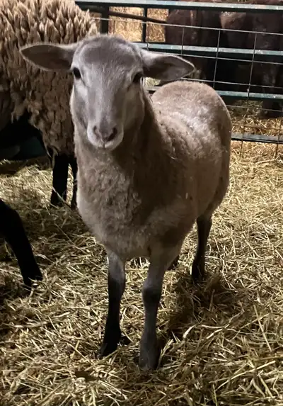 *SOLD PPU* Friendly Katahdin Ewe Lamb, View more