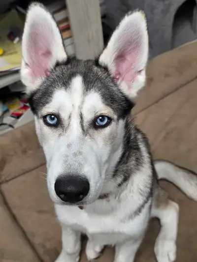 5 month siberian husky, View more