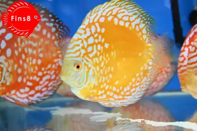 Top grade discus fish at Fins8 - Shipping Canada-wide, View more