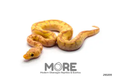 Baby Ball Pythons for Sale!, View more