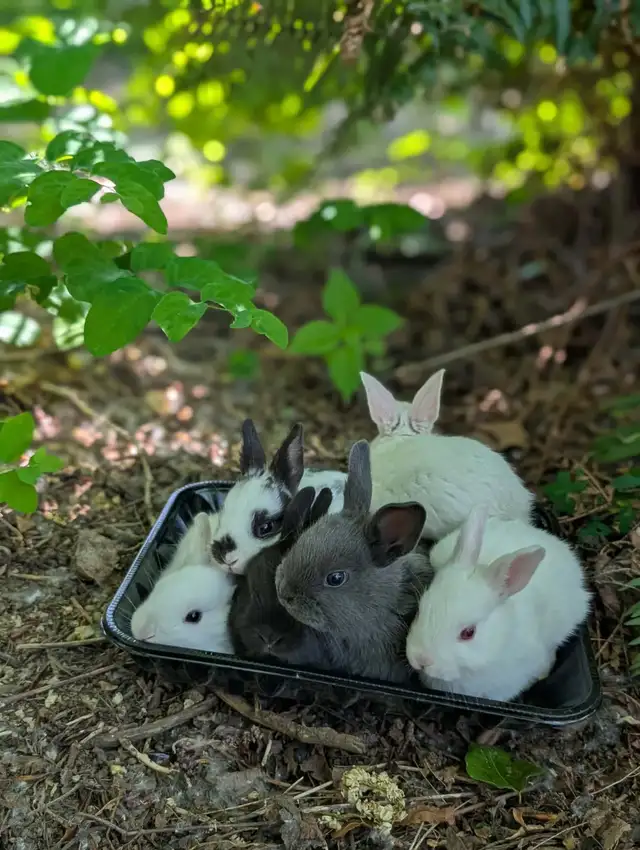 Bunnies available. in Small Animals for Rehoming in Delta/Surrey/Langley - Image 3