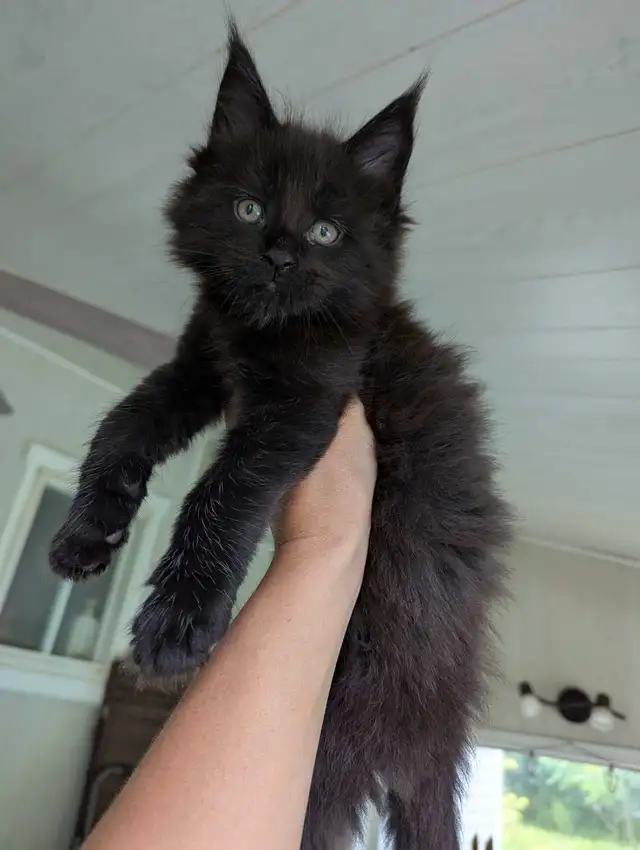 Maine Coon pur race Black Smoke  in Cats & Kittens for Rehoming in Granby - Image 8