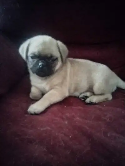 chiots Pug / chihuahua, View more