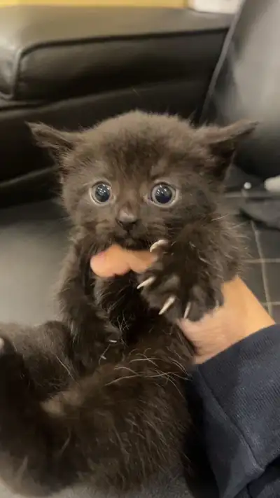 Siberian and Persian mix kitten for sale, View more