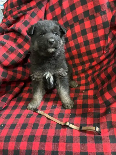 German Shepherd Puppies, View more