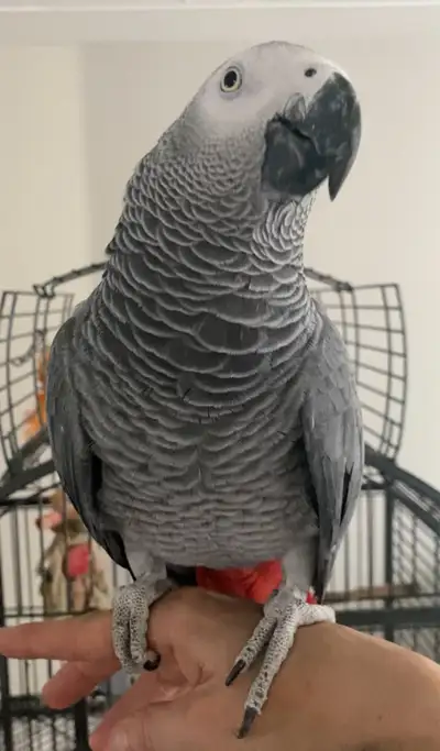 Looking for an African Grey Parrot Open to trade for a purebred Yorkie puppy or purebred Pomeranian...