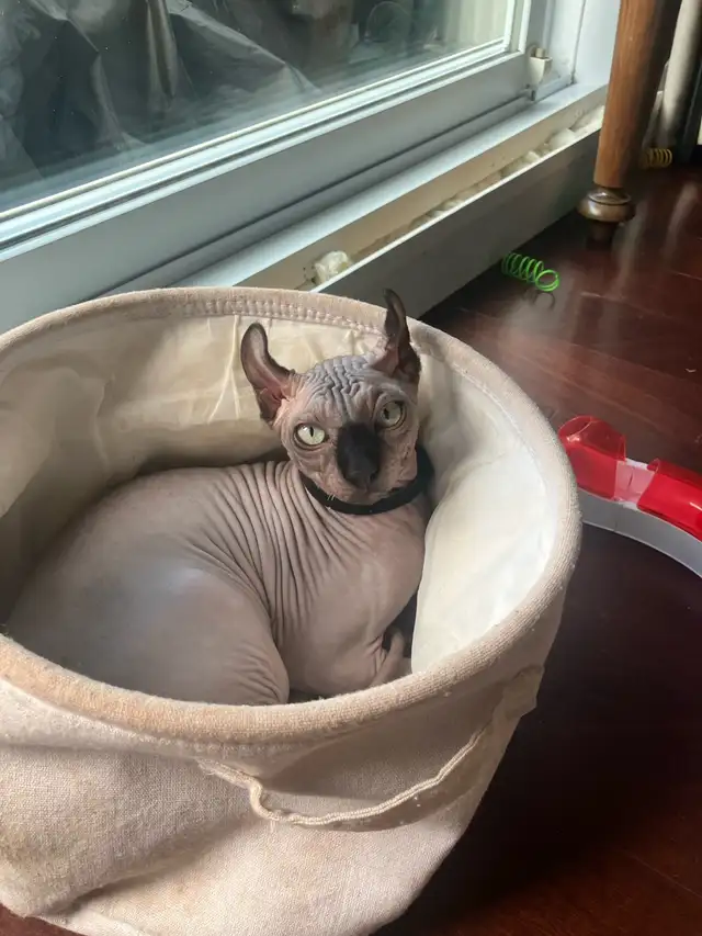 Deux chats SPHYNX cats -négociables - Mâles - Males in Cats & Kittens for Rehoming in City of Montréal - Image 8
