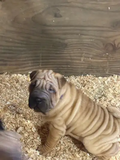 Chiots Shar pei, View more
