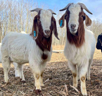 Male goats 