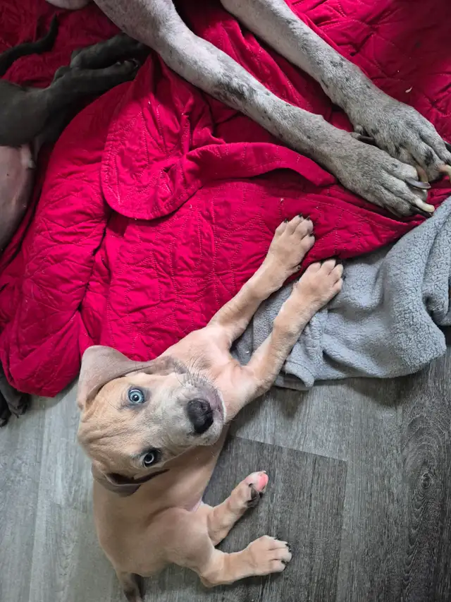 Great Dane Puppies in Dogs & Puppies for Rehoming in Sudbury - Image 24