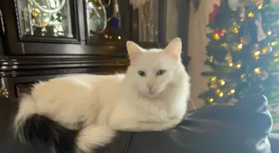 white female cat with Heterochromia, View more