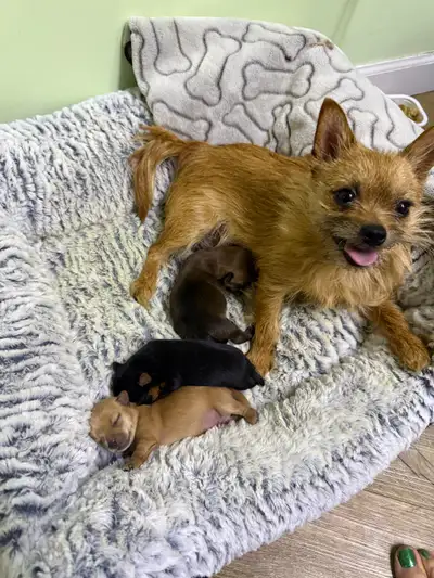 3 puppies, 2 Male, 1 Female 3/4 Yorkie 1/4 chihuahua, View more