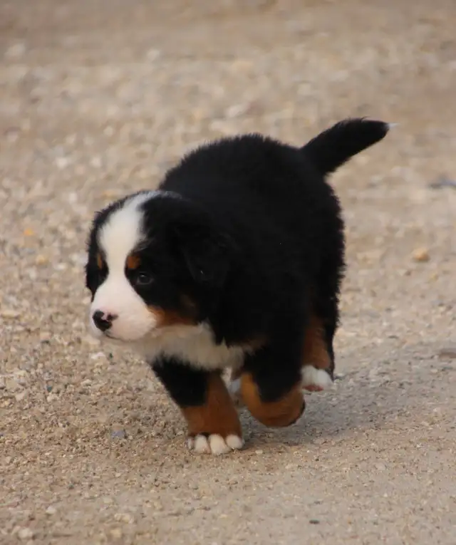 Bernese Mountain Dog Puppies in Dogs & Puppies for Rehoming in Winnipeg - Image 2