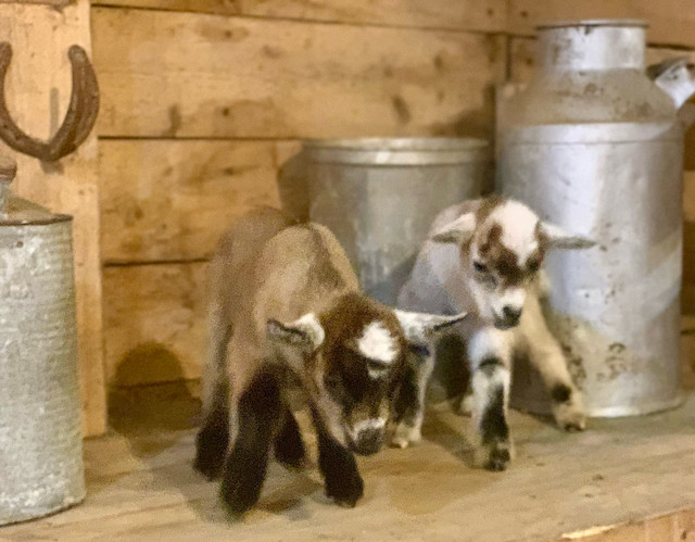 Chèvres miniatures bébés et adultes  dans Animaux de ferme  à Lac-Saint-Jean - Image 3