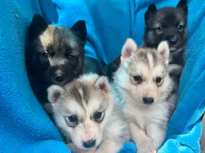 Reserve your puppy now. Ready to go in at 8 weeks (2.5 weeks from now). Stunning gorgeous White Grey...