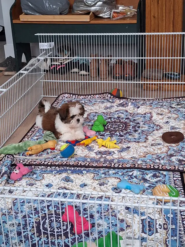 Pets531197322582435842