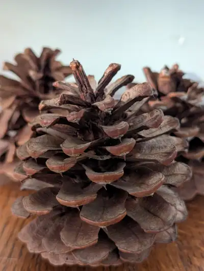 Christmas is not far and these cones are good for decorating - got them from our back yard patio and...