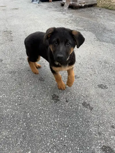 Beautiful, healthy German Shepherd puppies ready for their forever homes! These pups have a classic...