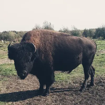 Bison Herd -12 Head, View more