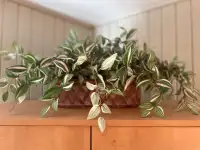 Plante décorative dans son panier